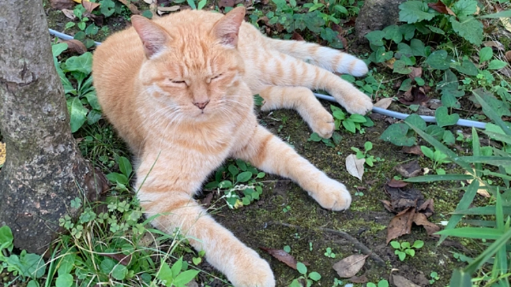 動物の殺処分を減らすために、里親マッチングアプリを作りたい