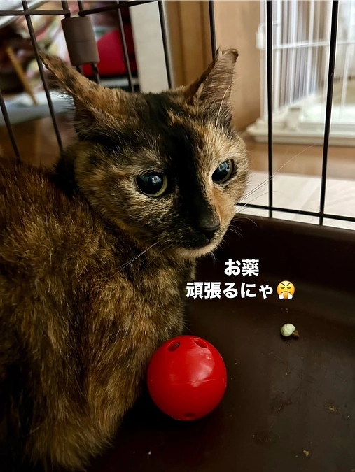 サビーヌちゃん白血病発症かと思いきやFIPでした💦