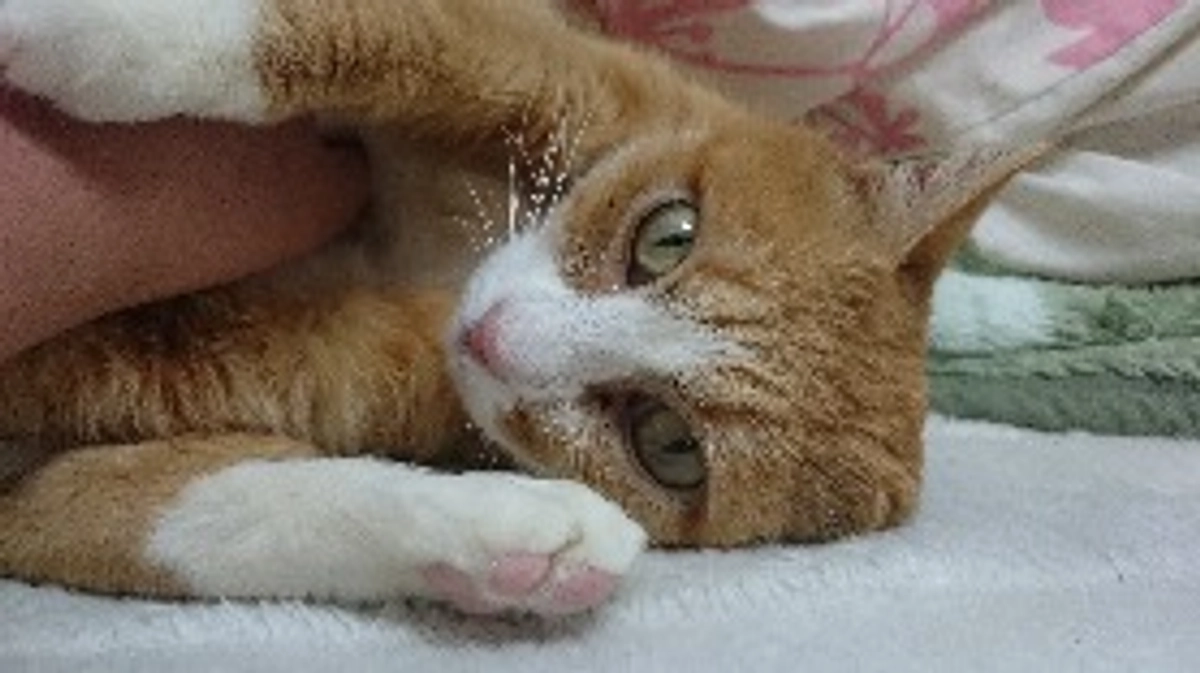 保護も医療も乱雑にされた猫の末路