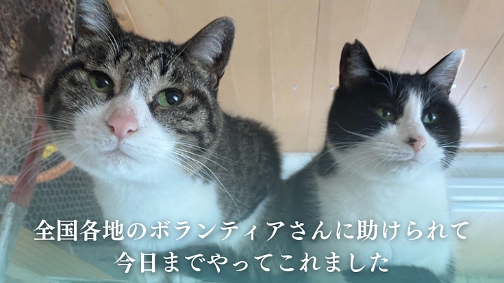 笑顔があふれるシェルターへ、犬猫の命をつなぐ保護施設を継続させたい 5枚目