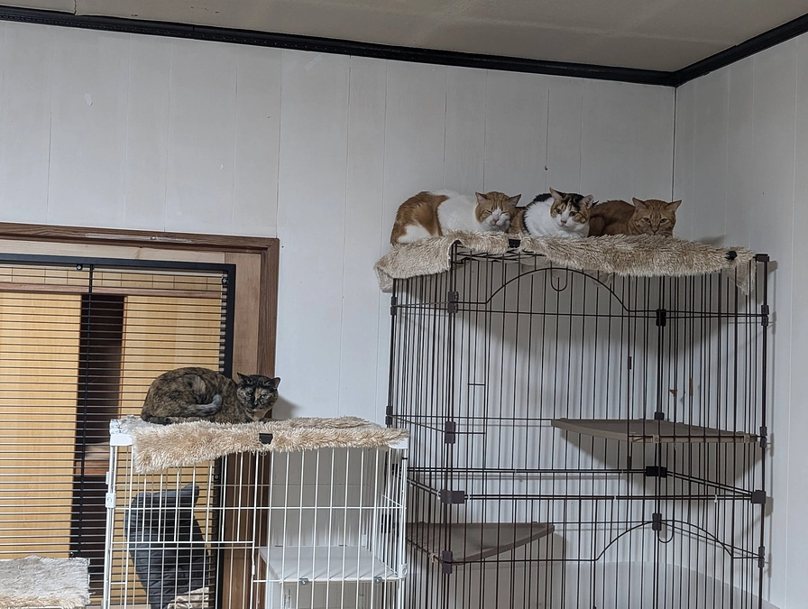 【残り4日】ありがとうございます！！200万円を突破しました！！！