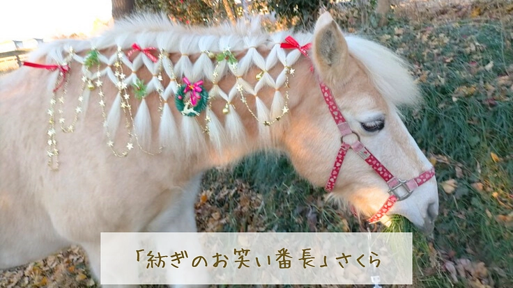 馬のための場所を守りたい。心身のケアが必要な馬達にも幸せな生涯を 3枚目