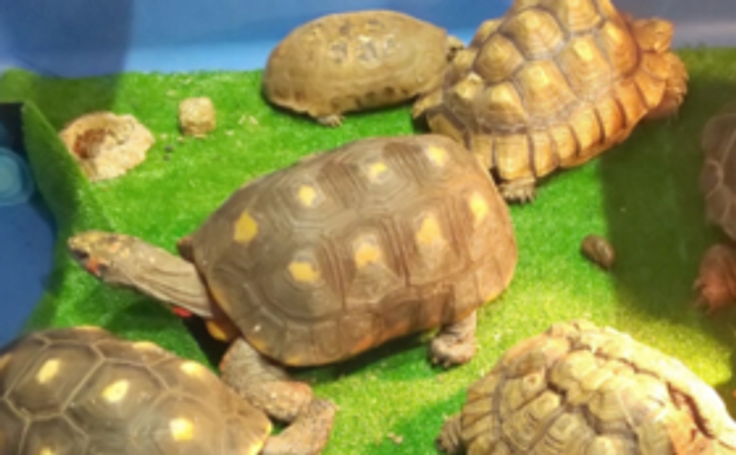 動物たちの写真で応援！＆支援者としてお名前掲載コース