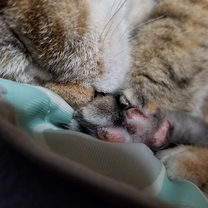 しゃー入院しました。