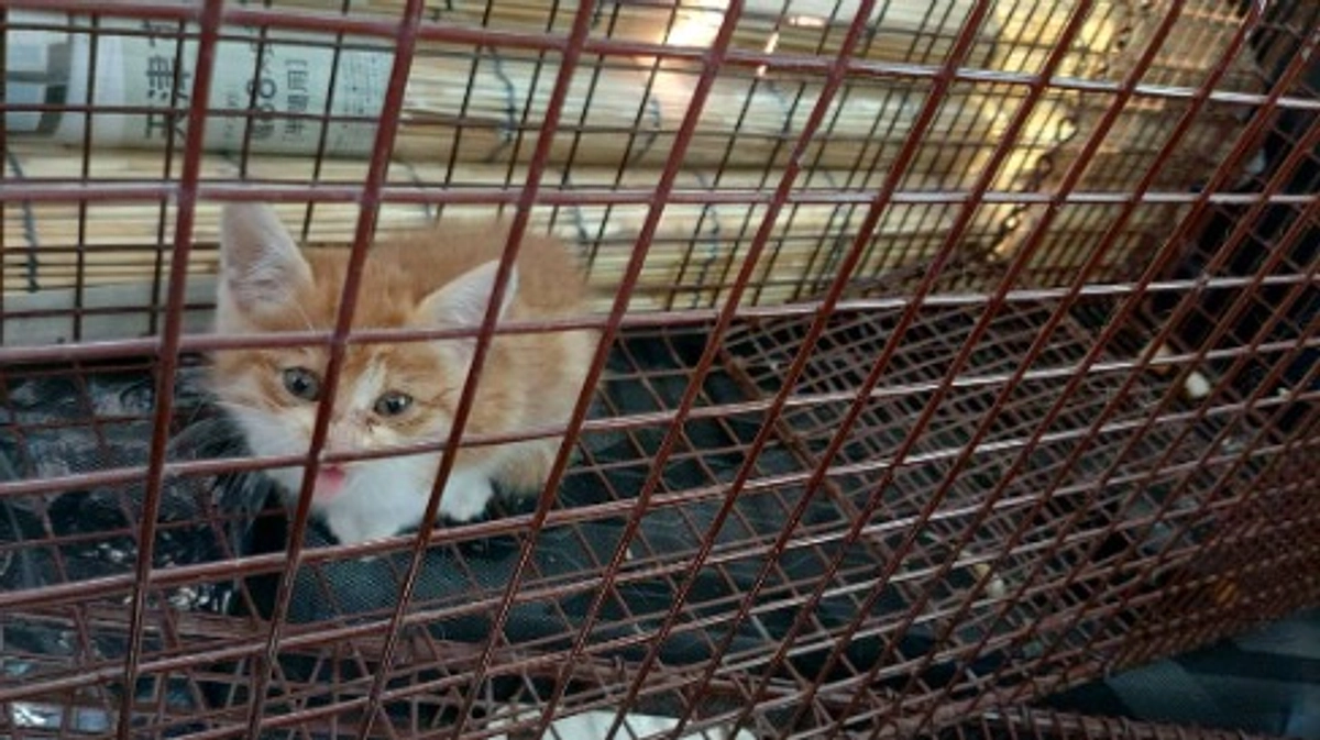 連日の猫保護の相談