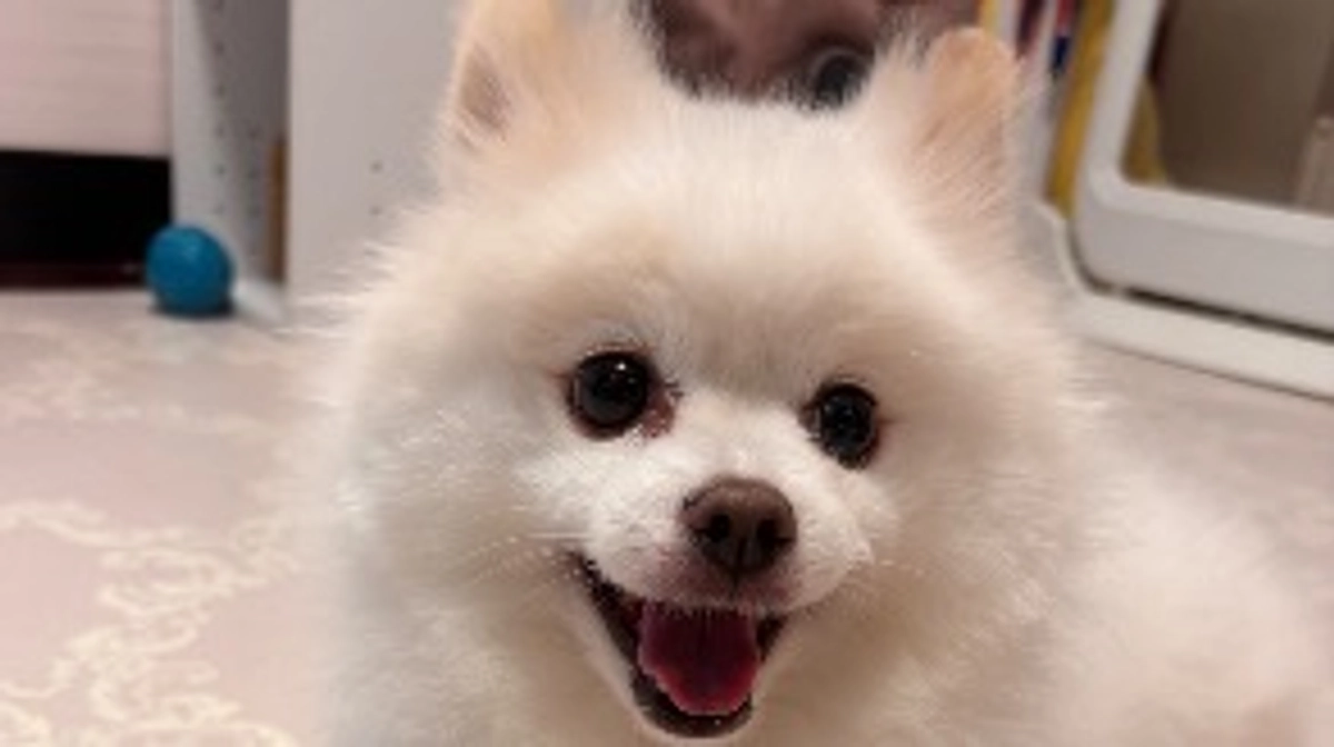 🍀手術日、10月に延期のお知らせ🍀