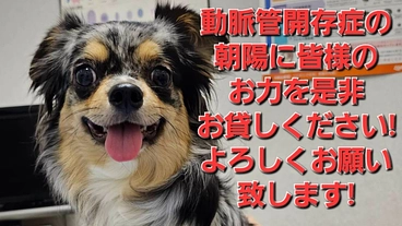 動脈管開存症 生きようと頑張ってる朝陽を助けて下さい!  のトップ画像