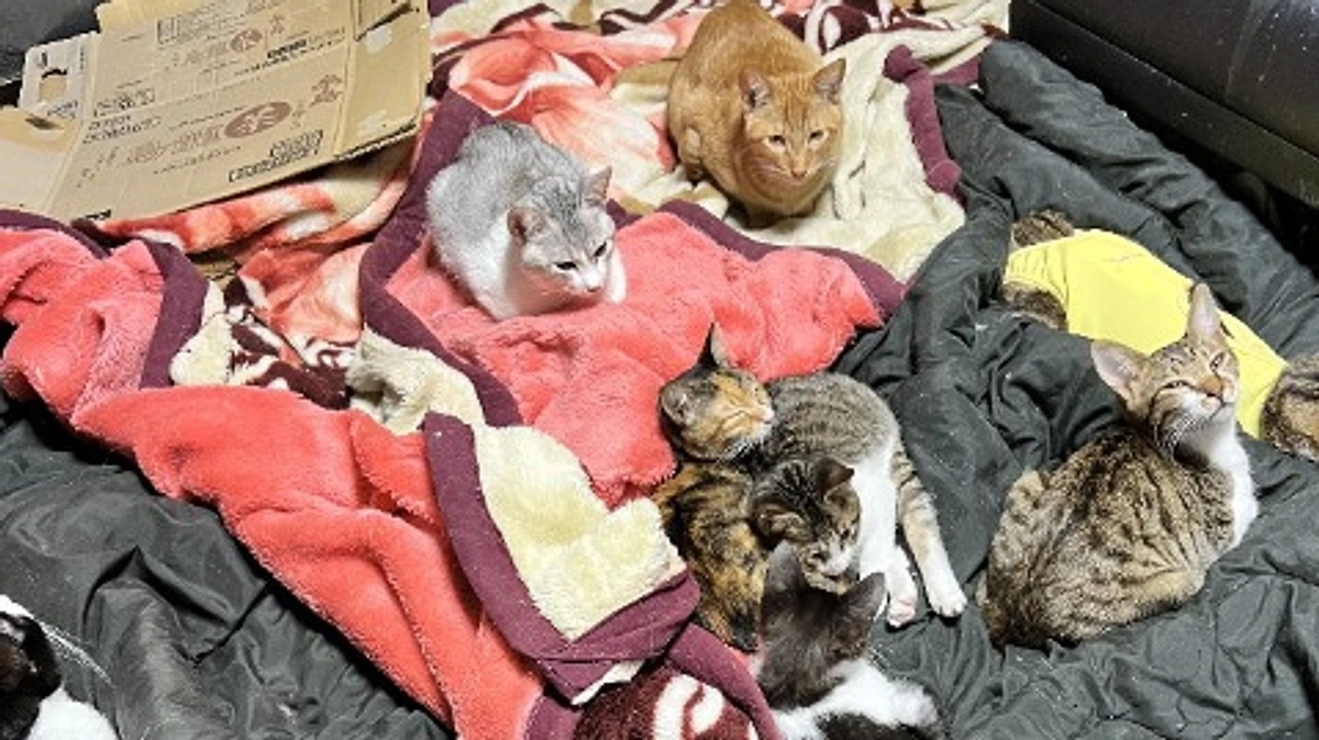 おはよう、にゃんにゃんズ！そして新しい保護猫も来た！