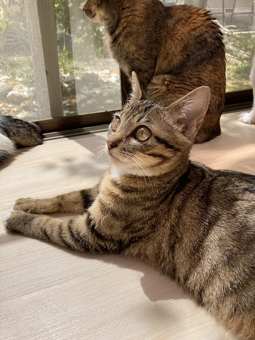 4/21、4/26の診察のご報告です