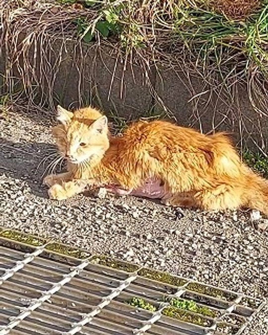 終了日まであと5日！どの子の命も諦めたくない！