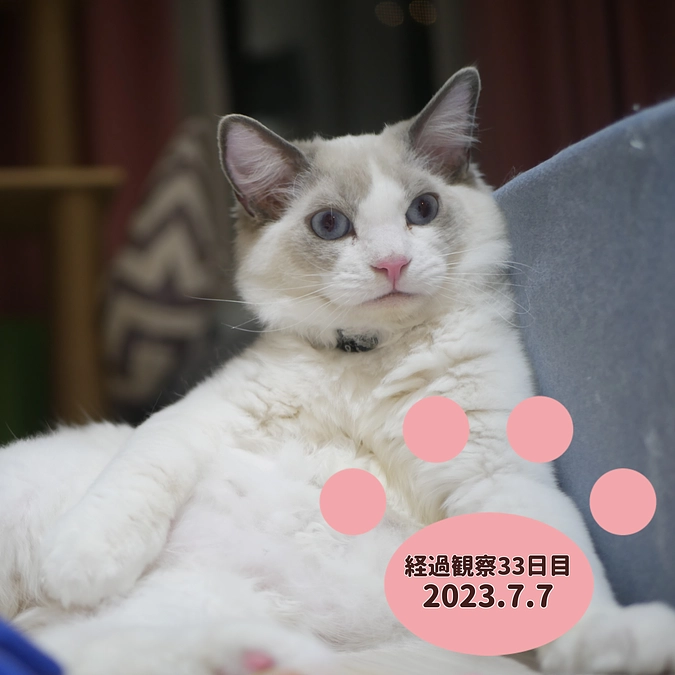 経過観察33日目(2023.7.7)