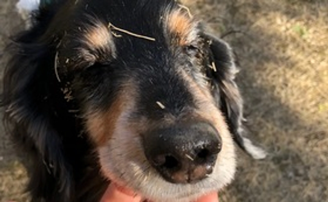 ビーデルくん支援3000