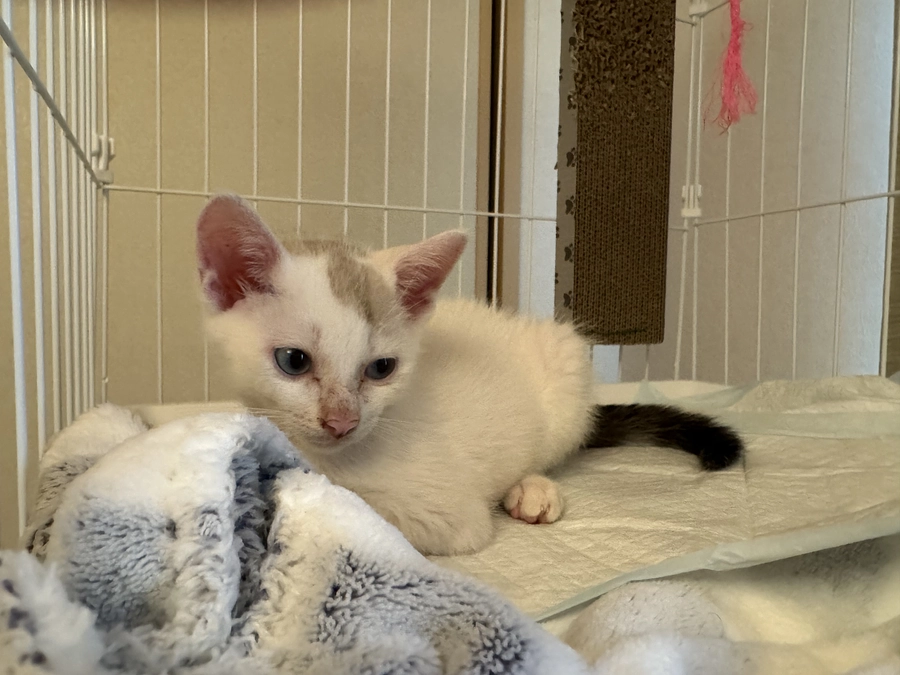 シンバ、自分で出来ることが増えてきた！