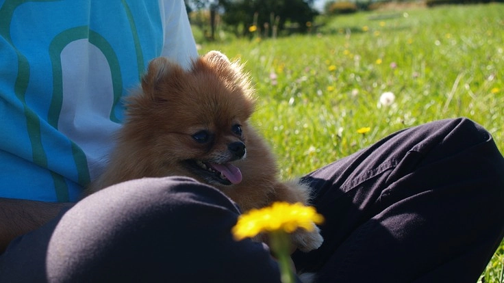 就業継続が必要な人と愛情が必要なペットを繋げる