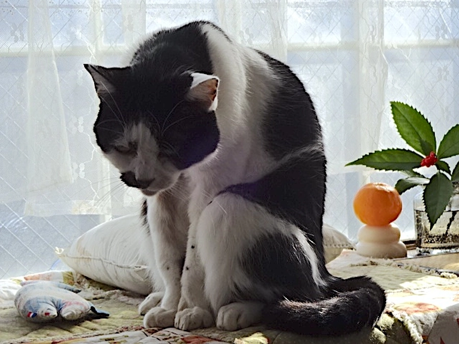 diary Vol.56　2025年、新年日記。