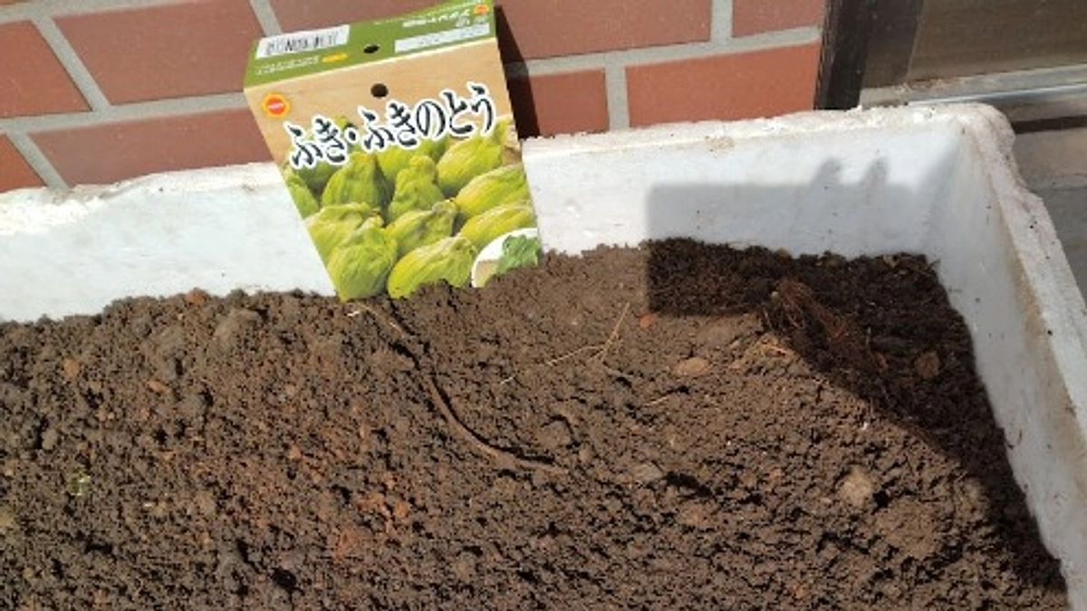 ふきのとうを植えました！　～その１　定植～