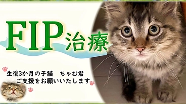 生後3ヶ月でFIPと診断されたちゃむ君にご支援をお願いいたします のトップ画像