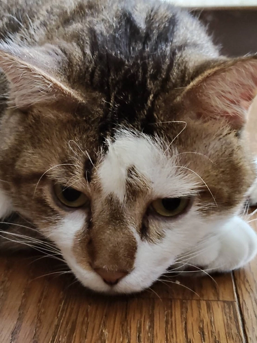 クラファン公開から