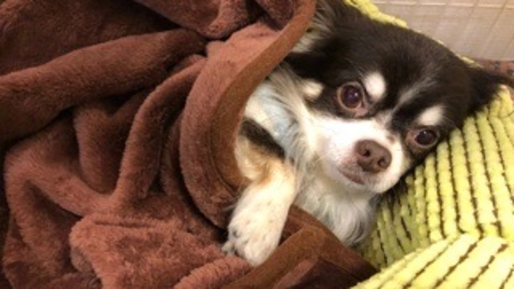 チョコ♂ (10)僧帽弁閉鎖不全症の手術費の支援をお願いします。