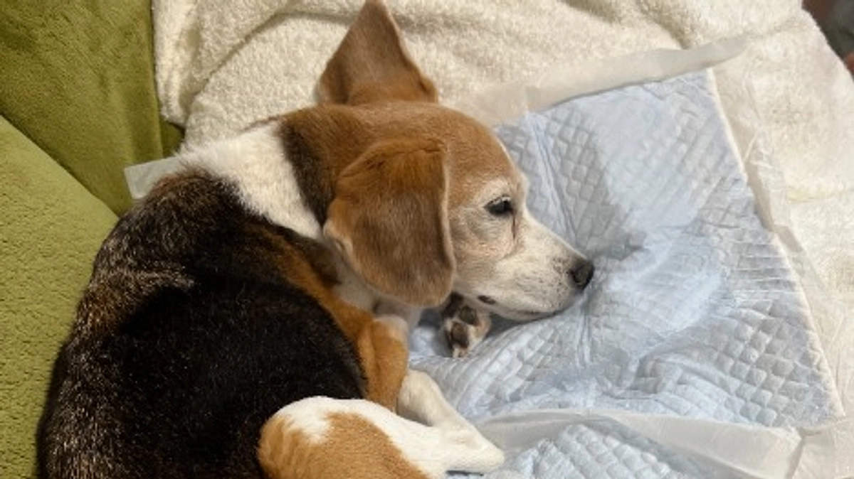 10/17 新しい検査と治療を試すことになりました。