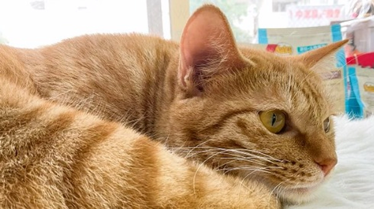 １年分の家賃の消費報告と残金の使い道について