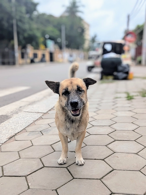 【ご支援ありがとうございました！】ザットくんの笑顔をついにゲット！