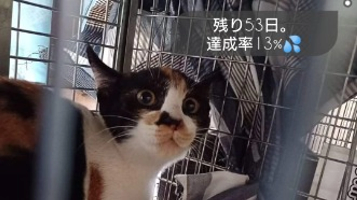 【TNR活動】さくらねこを見守る。その先・・・