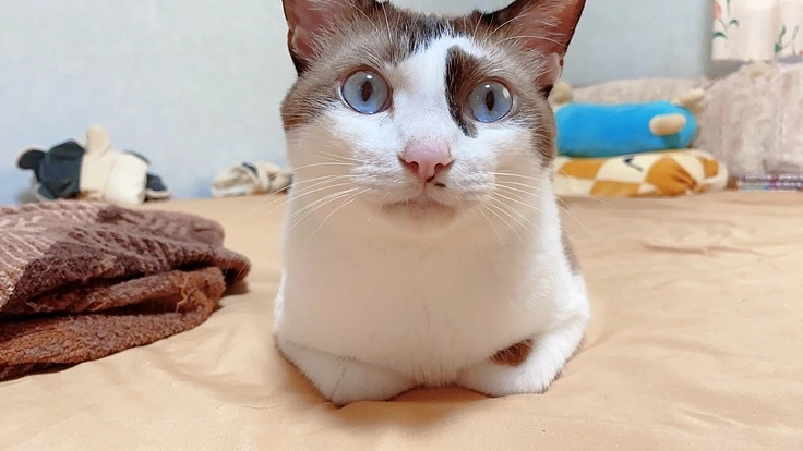 【難病】門脈シャントのいぶの命を助けたい。