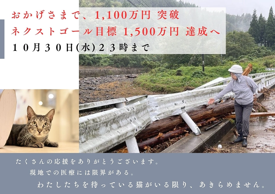 奥能登豪雨の猫～すぐに救援に向かって助かった命、子宮に水が溜まりあわや子宮蓄膿症の危機