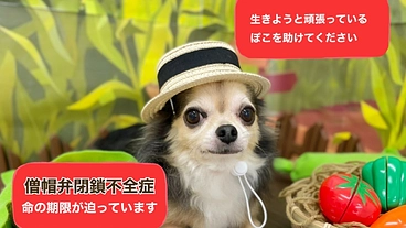 時間がありません、僧帽弁閉鎖不全症のぽこの命のご支援お願いします のトップ画像