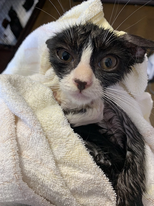 第７回久米島TNR.TNTAプロジェクトその後【No.6】