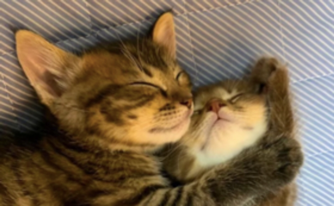 【佐賀県に動物の救急病院を!】