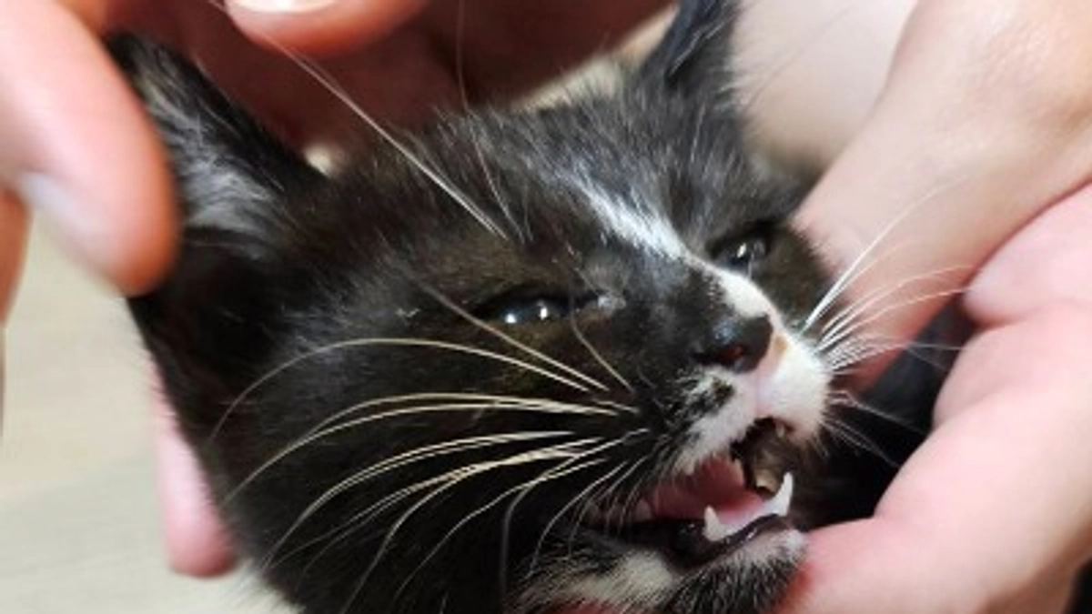 プロジェクトが公開されました！