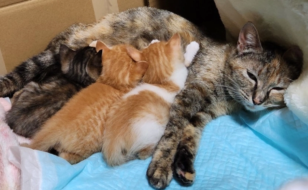 崩壊現場・外猫不妊手術を応援！5000円