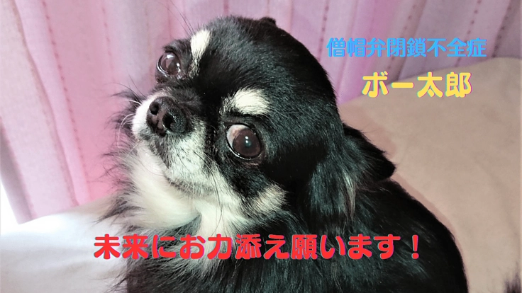 我が子 僧帽弁閉鎖不全症治療費の御支援をどうか宜しくお願い致します