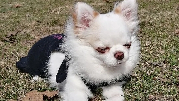 岩見沢市に貸切ドッグラン！安心して遊ばせたい