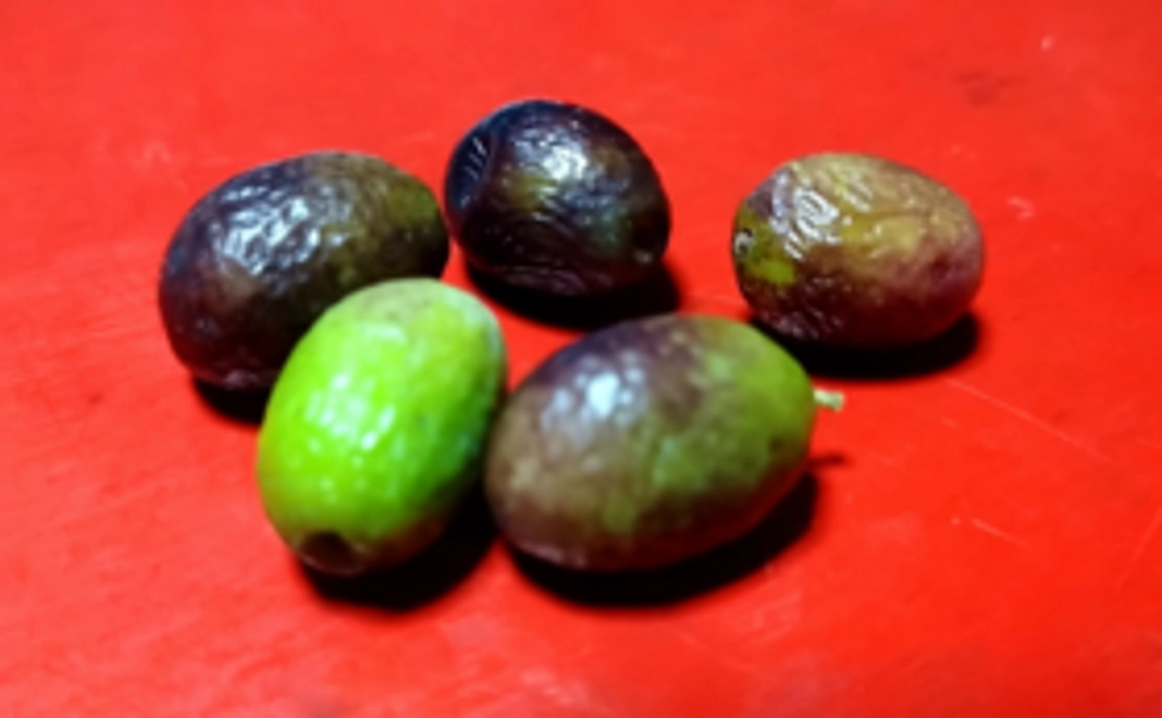 田浦オリーブプロジェクトを応援してください！