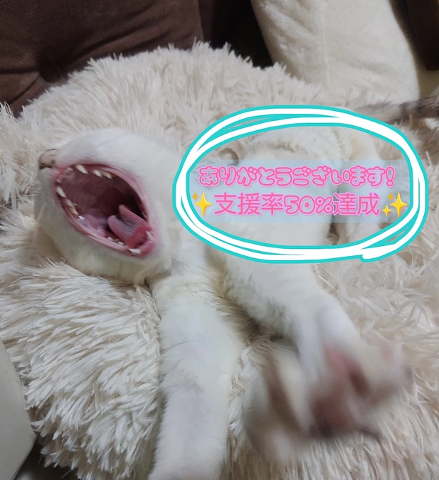 ✨支援率50%達成✨