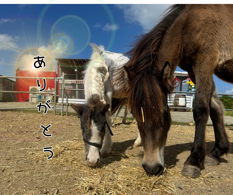 ありがとうございました！