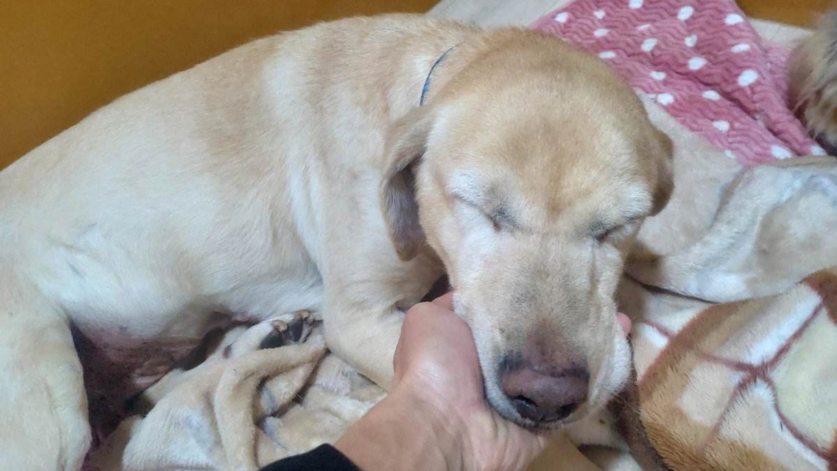 よろしくお願い致します