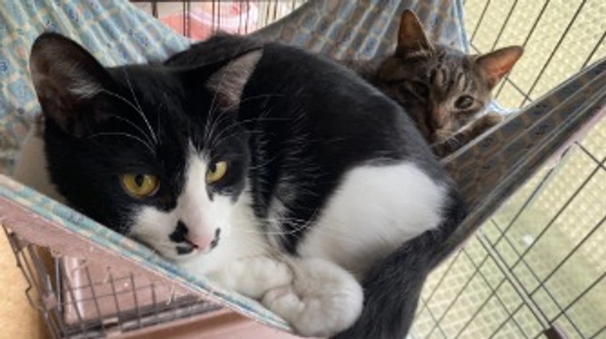 保護猫たちの幸せ通信