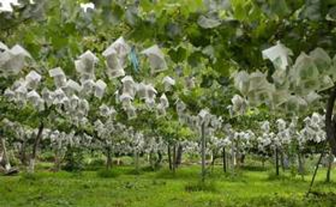 【信州に遊びに来れない方オススメ】信州産果物1種