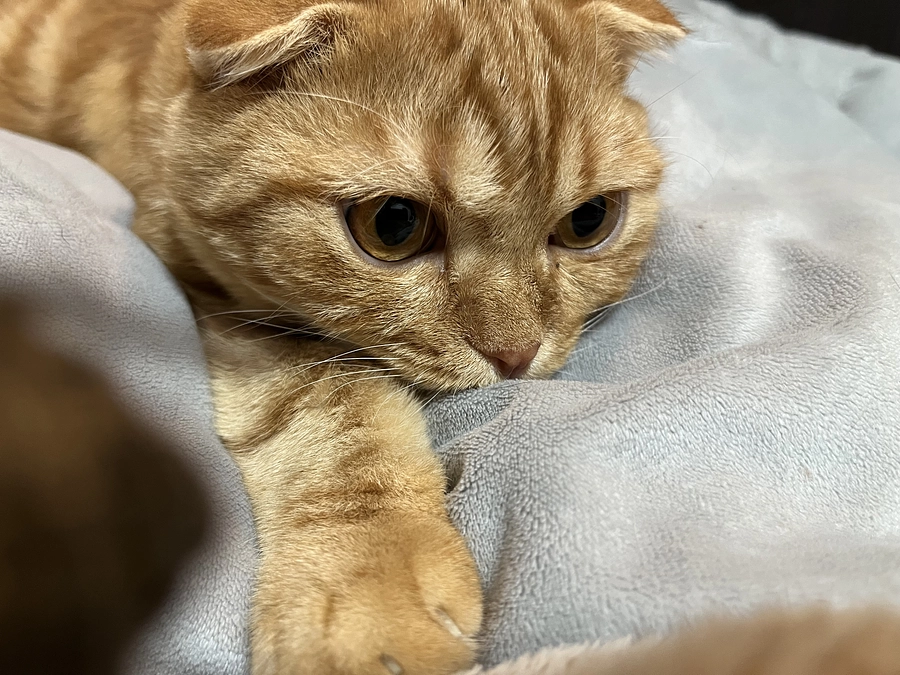 NGが少ないふう