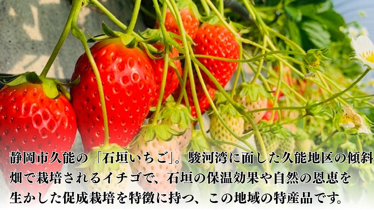 耕作放棄地の早期解消で伝統農法久能石垣イチゴ栽培を次世代へ繋ぎたい 2枚目