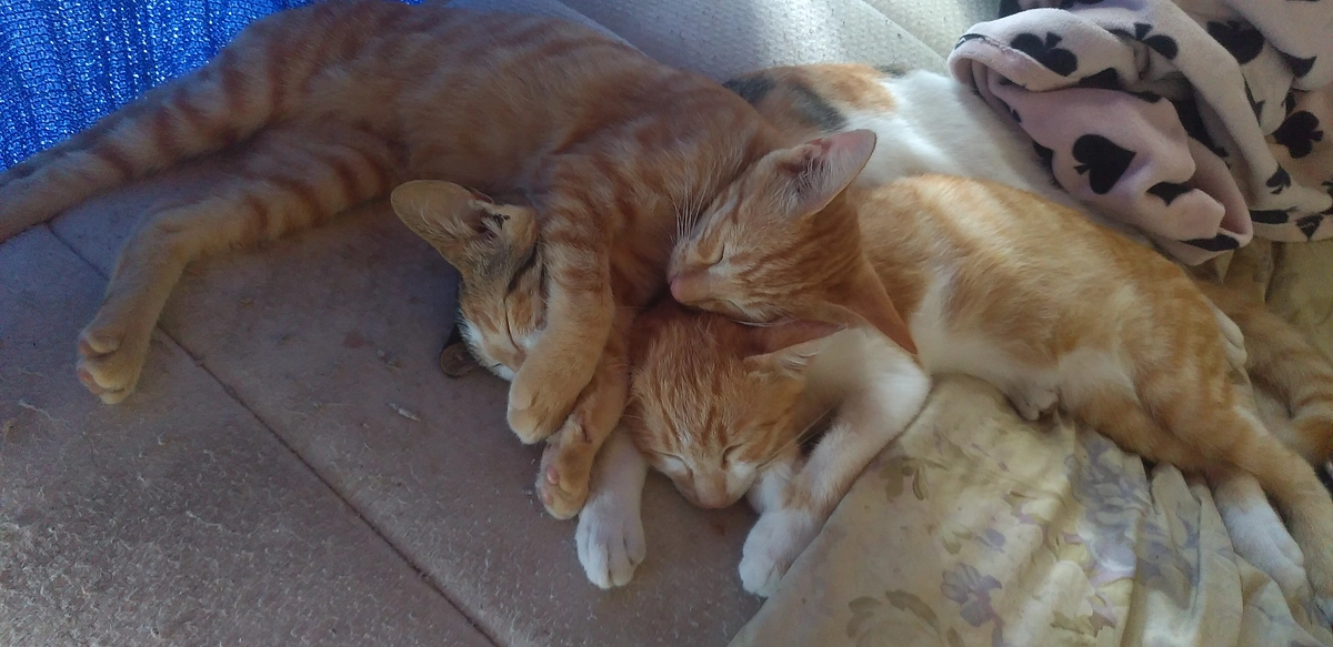 クラウドファンディング達成出来ました💐