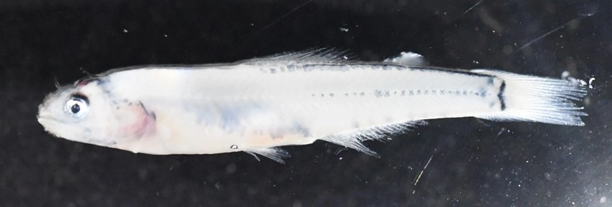 2024年1月15日「仔魚の同定」