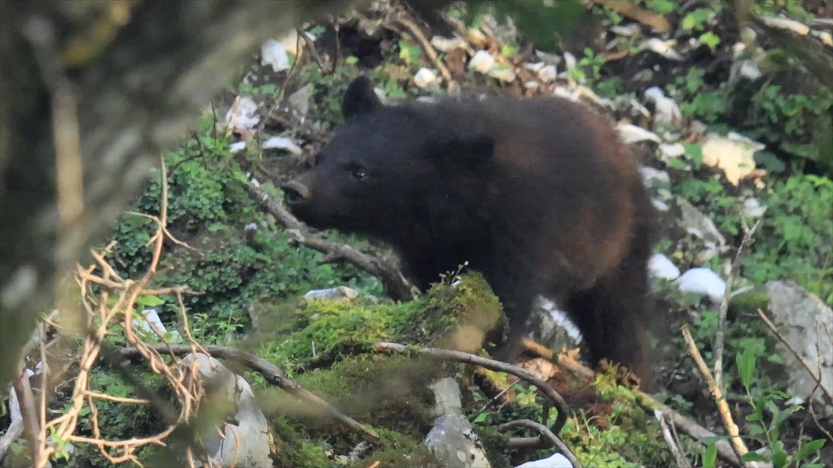 ツキノワグマがシカを追跡
