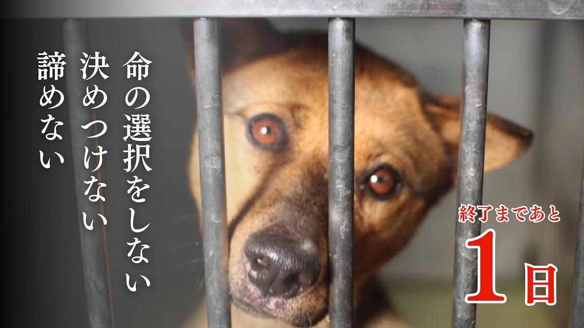 【残り1日！】里親様からの応援メッセージをまとめました！