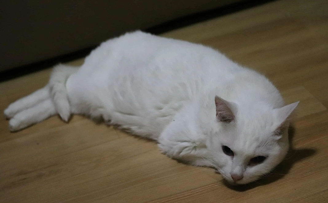 猫達の未来を全力で応援コース（３万円）