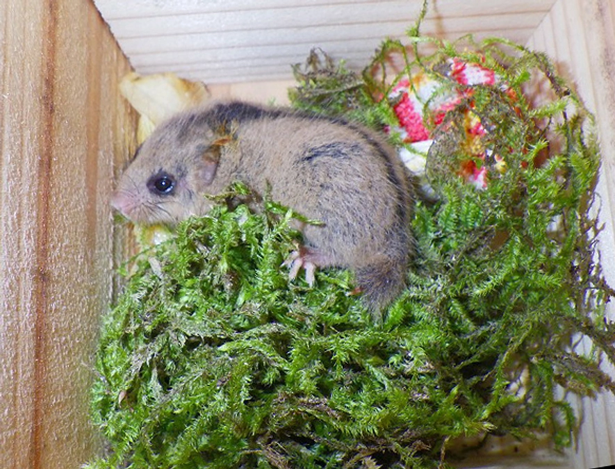 📢【うれしいニュース】那智勝浦町でヤマネの生体が初確認！